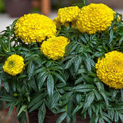 African Yellow Marigold Seeds