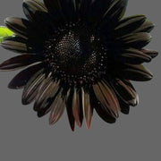 Black Sunflower Seeds