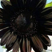 Deep Black Sunflower Seeds