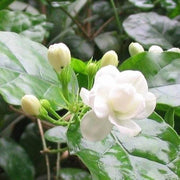 Jasmine Seeds, Arabian Jasminum Sambac