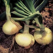 Vidalia Onion Seeds