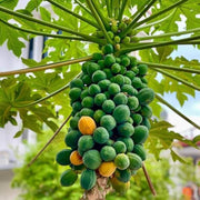 Good-Yield Tropical Papaya Seeds