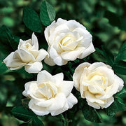 White Fairy Rose Seeds