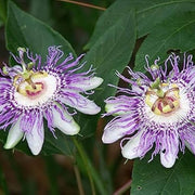 Purple Maypop Passion Seeds