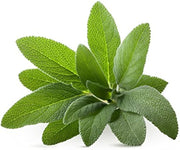 Sage Seeds - Herbal Plant For Home Gardens Seeds