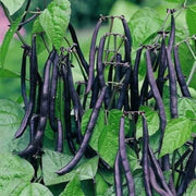 Black Turtle Bean Seeds