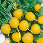 Yellow Radish Seeds