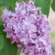 Wildflower Mix Tiny Dancer Seeds