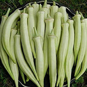 White Okra Seeds