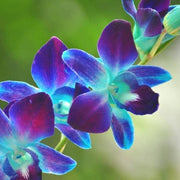 Blue-Purple Phalaenopsis Orchid Seeds