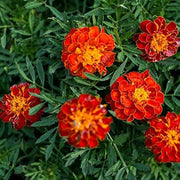 Safari Scarlet Marigold Seeds