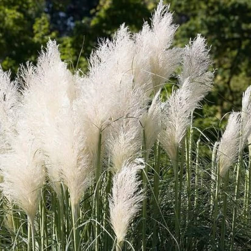 White Pampas Seeds