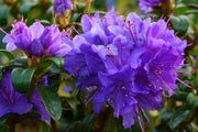 Blue White Azalea Seeds