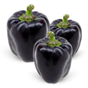 Black Bell Pepper Seeds