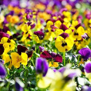Giant Mix Pansy Seeds