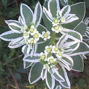 Snow on The Mountain Seeds - Herbal Seeds