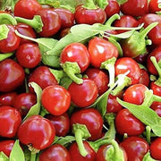 Red Manzano Chili Pepper Seeds