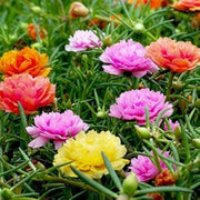 Mixed Color Portulaca grandiflora Seeds