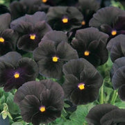 Pansy Black Pezzi Halloween II Seeds