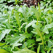 Rocket Salad Arugula Seeds