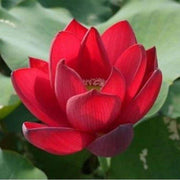 Royal Lotus Seeds