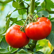 Giant Tomato Seeds