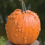 Orange Knucklehead Pumpkin Seeds