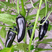 Black Chili Hot Pepper Seeds