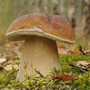 Bolete Mushroom Spawn Seeds