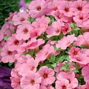 Baby Pink Petunia Seeds
