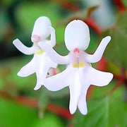 Baby Face Orchid Seeds