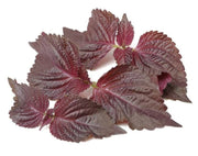 Perilla Seeds - Herbal Plant For Home Gardens Seeds