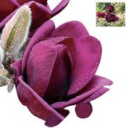 Yulan Tulip Magnolia Seeds