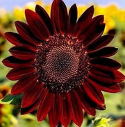 American Roter Sonnenhut Seeds
