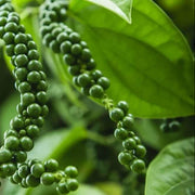 Green Piper Nigrum Pepper Seeds