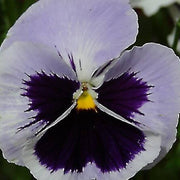 White Violet Pansy Seeds