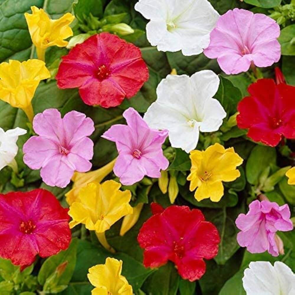 Wildflower Mix Mirabilis Seeds
