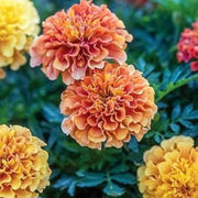 French Seeds, Tagetes patula