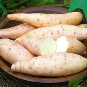 Cream Sweet Potato Seeds
