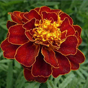 African Red & Yellow Marigold Seeds