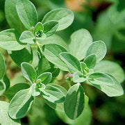 Marjoram Seeds - Herbal Plant For Home Gardens Seeds