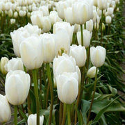 White Tulip Seeds