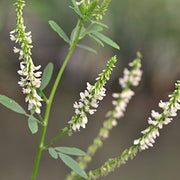 Drought White Sweetclover Seeds
