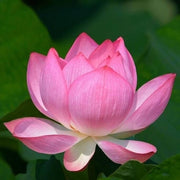 Pink Sacred Lotus Seeds