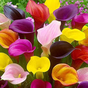 Timeless Beauty Calla Lily Bulbs Seeds