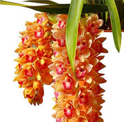 Orange Cymbidium Orchid Seeds