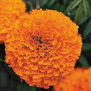 Vibrant Landscape Marigold Seeds