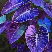 Blue Caladium Seeds, Herbal