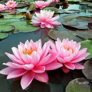 Exquisite Water Lotus Seeds