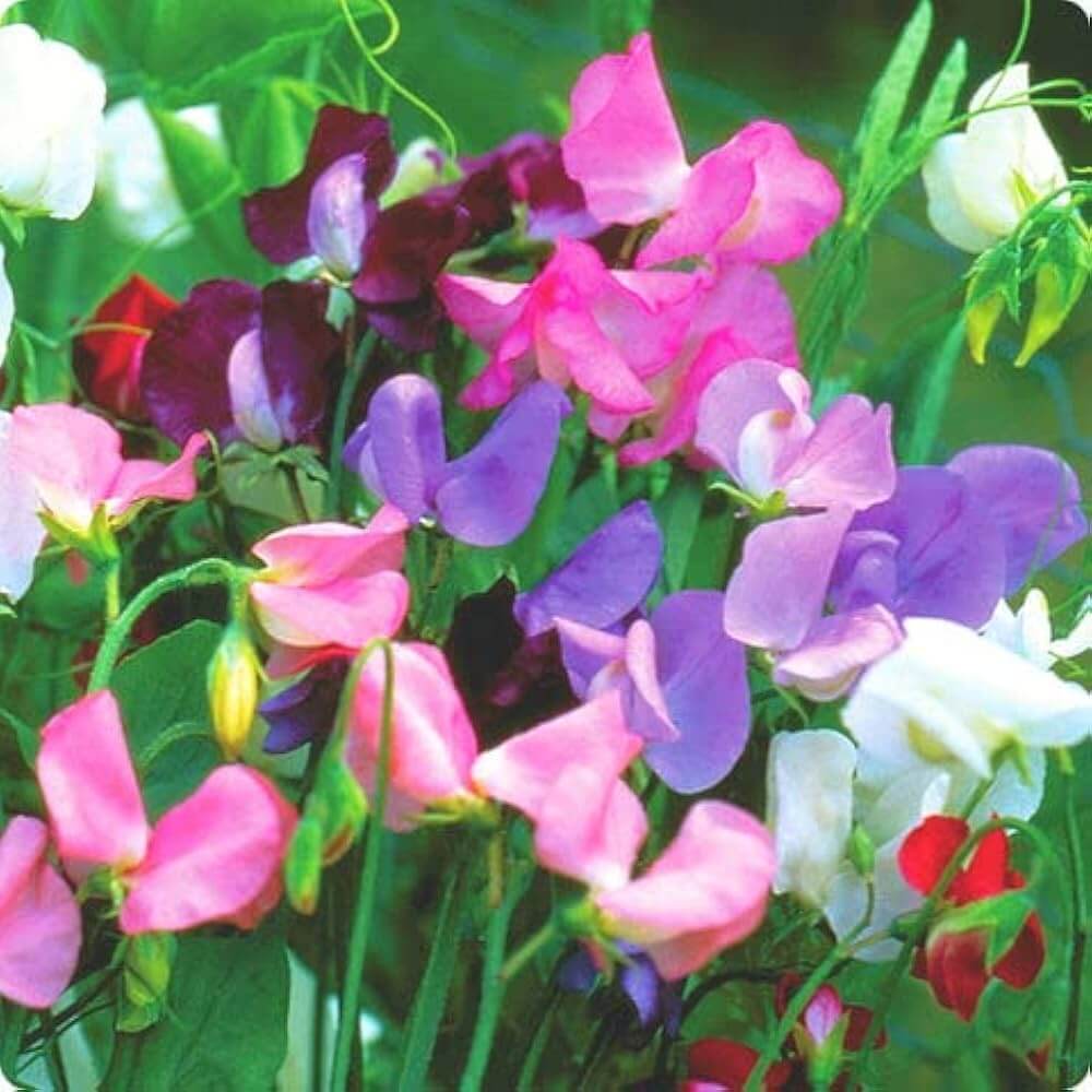 Wildflower Lathyrus Odoratus Seeds